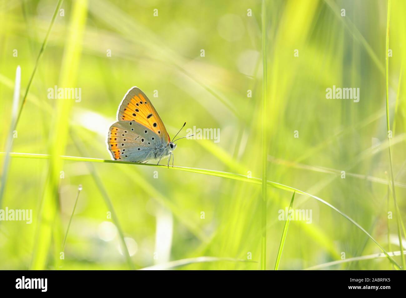 Butterfly (große Kupfer) an einem Frühlingsmorgen. Stockfoto