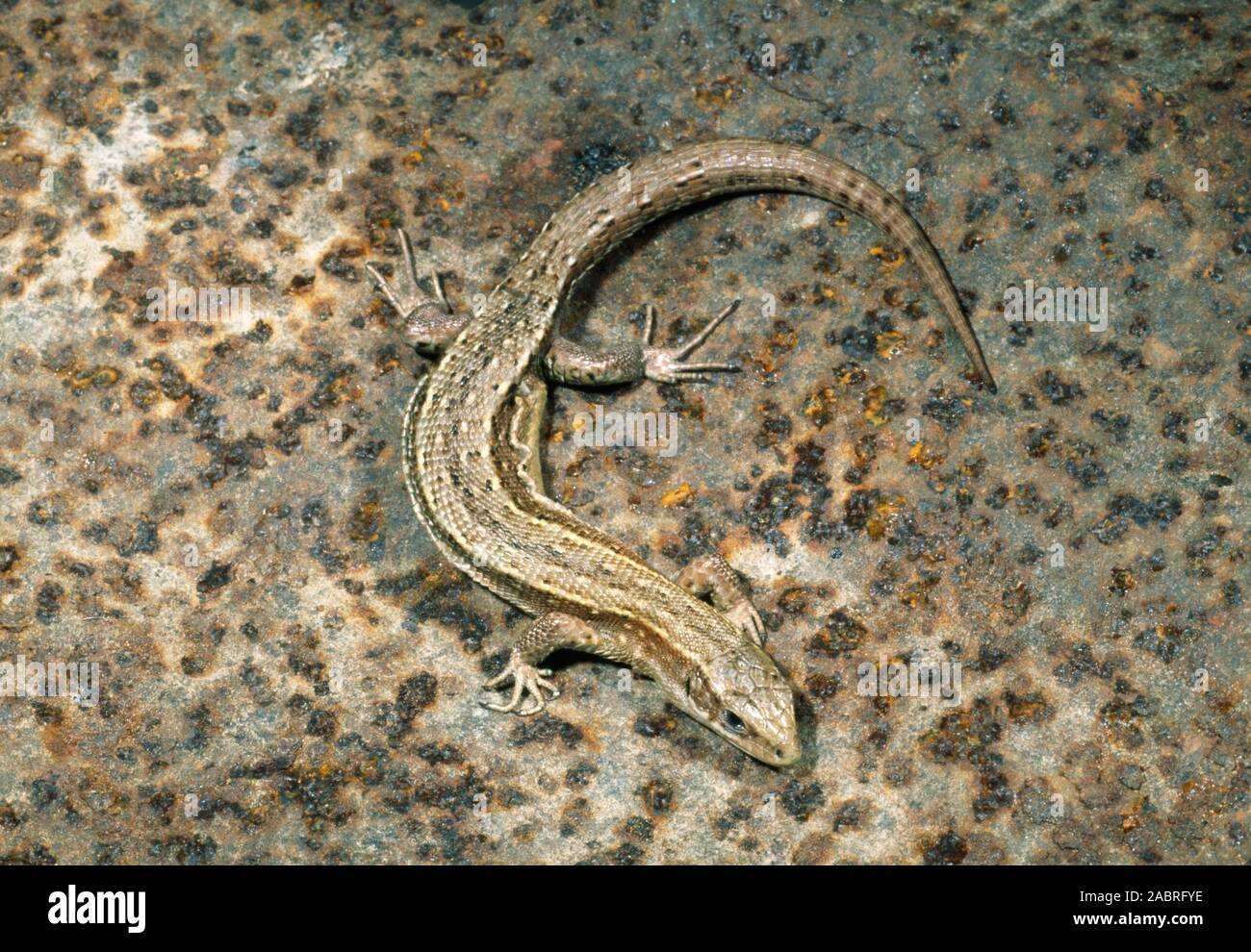 Gemeinsame oder VIVIPAR EIDECHSE Zootoca (Lacerta vivipara). Vor kurzem Gravid oder schwangere Frauen. Übersicht Körper Zustand nach der Geburt. Stockfoto
