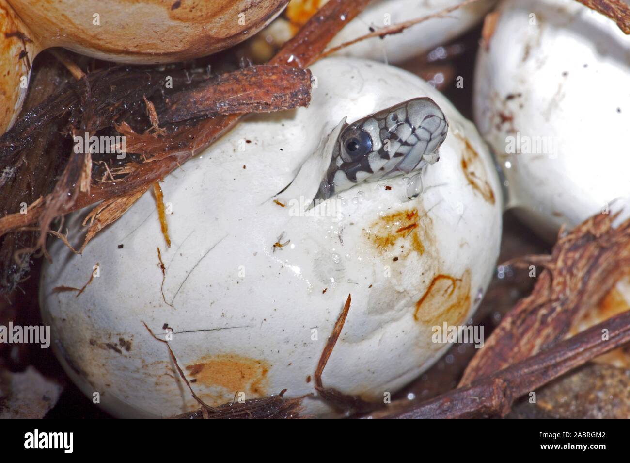 Ringelnatter (Natrix natrix). Ei ausbrüten, neben, neben anderen. Stockfoto