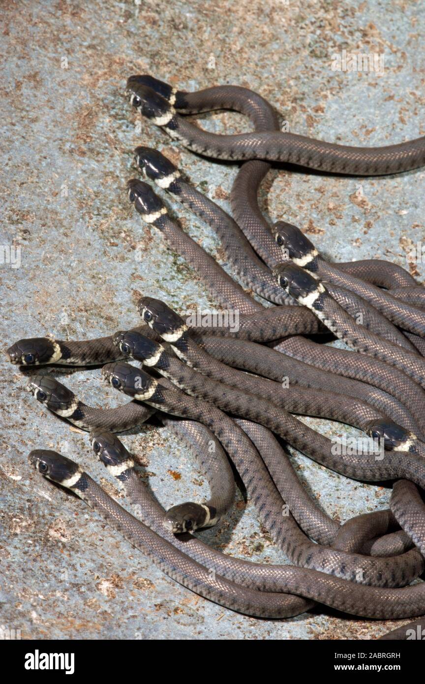 Ringelnatter (Natrix natrix). Jung, jugendlich, hatchling" Dispergieren von Nest Website.) Überlebensstrategie. Stockfoto