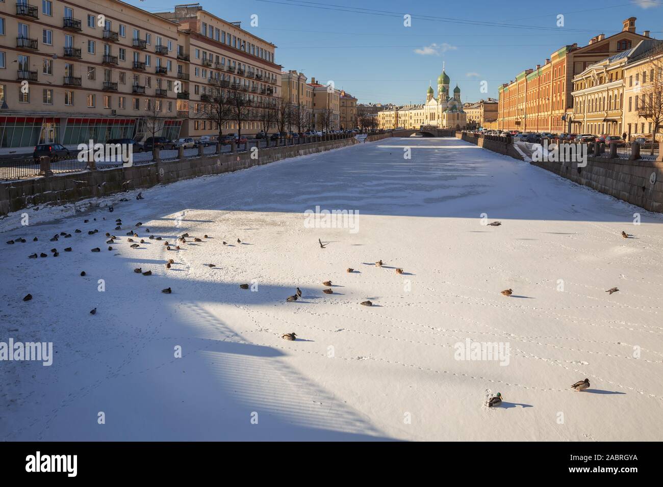 Winter frostigen Tag in St. Petersburg. Hungrige enten Überwinterung in der Stadt zu Fuß auf dem Eis der gefrorenen Griboedov Kanal. Im Hintergrund die Kirche St. Isi Stockfoto