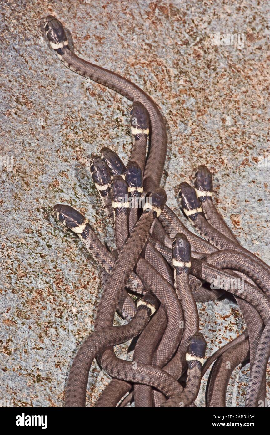 Ringelnatter (Natrix natrix). Jung, jugendlich, hatchlings, Dispergieren von Nest Website. Eine Überlebensstrategie. Stockfoto