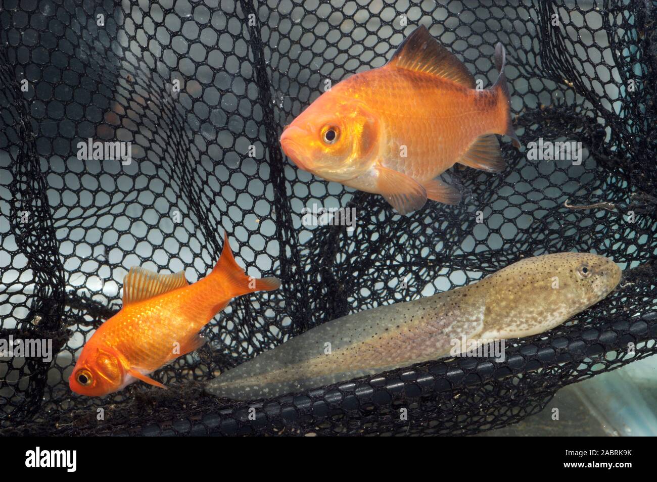 AMERIKANISCHE BULLFROG Kaulquappe Lithobates clesbeiana versehentlich mit Goldfisch (Carassius auratus) nach Großbritannien importiert. Vorübergehendes Halten im Aquarium. Stockfoto