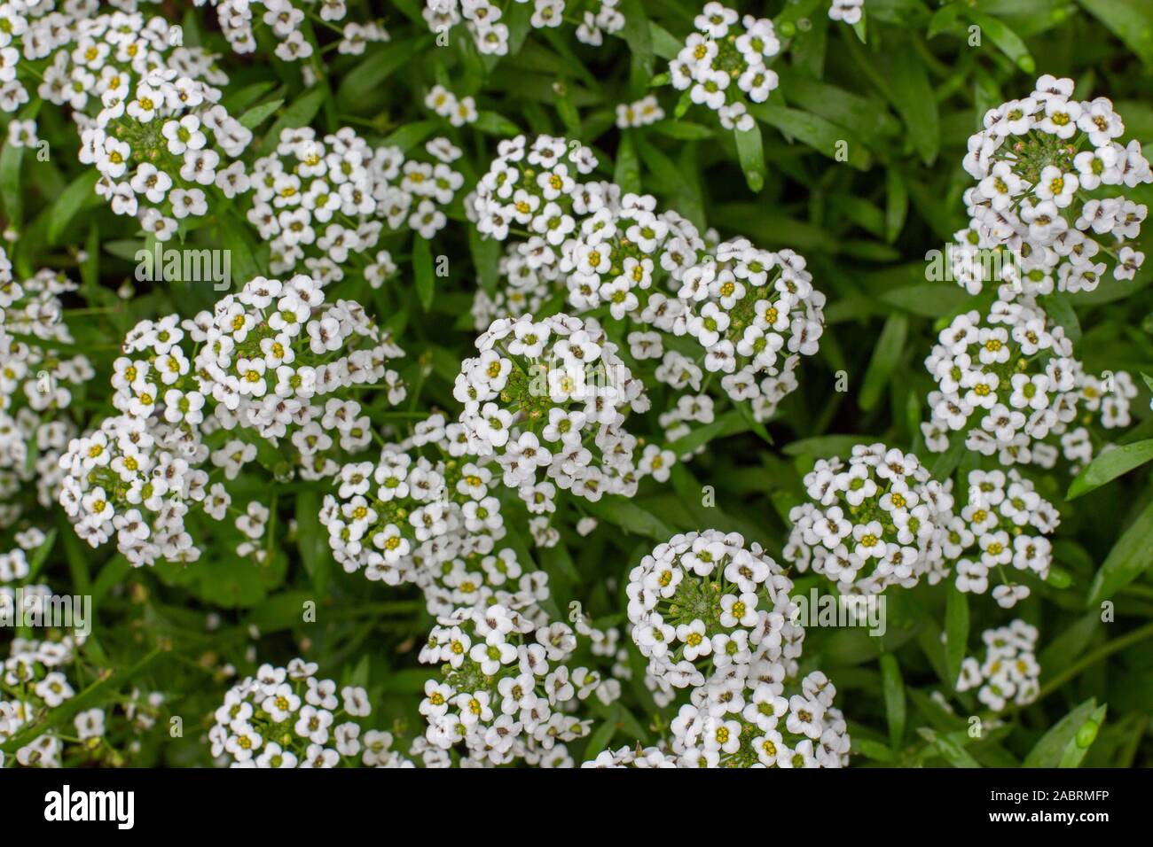Lobularia maritima Garten Anlage verwendet wird, Grenzen zu verzieren, Blumenbeete. Rasen Pflanze mit kleinen weißen Blüten Blüten am Stengel. Hintergrund Hintergrund Stockfoto