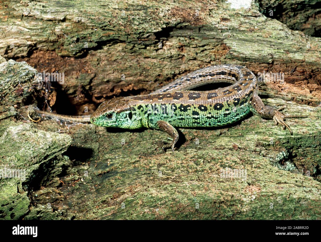 SANDEIDECHSE (Lacerta agilis), im dritten Jahr Männchen in voller Zuchtfarbe. Stockfoto