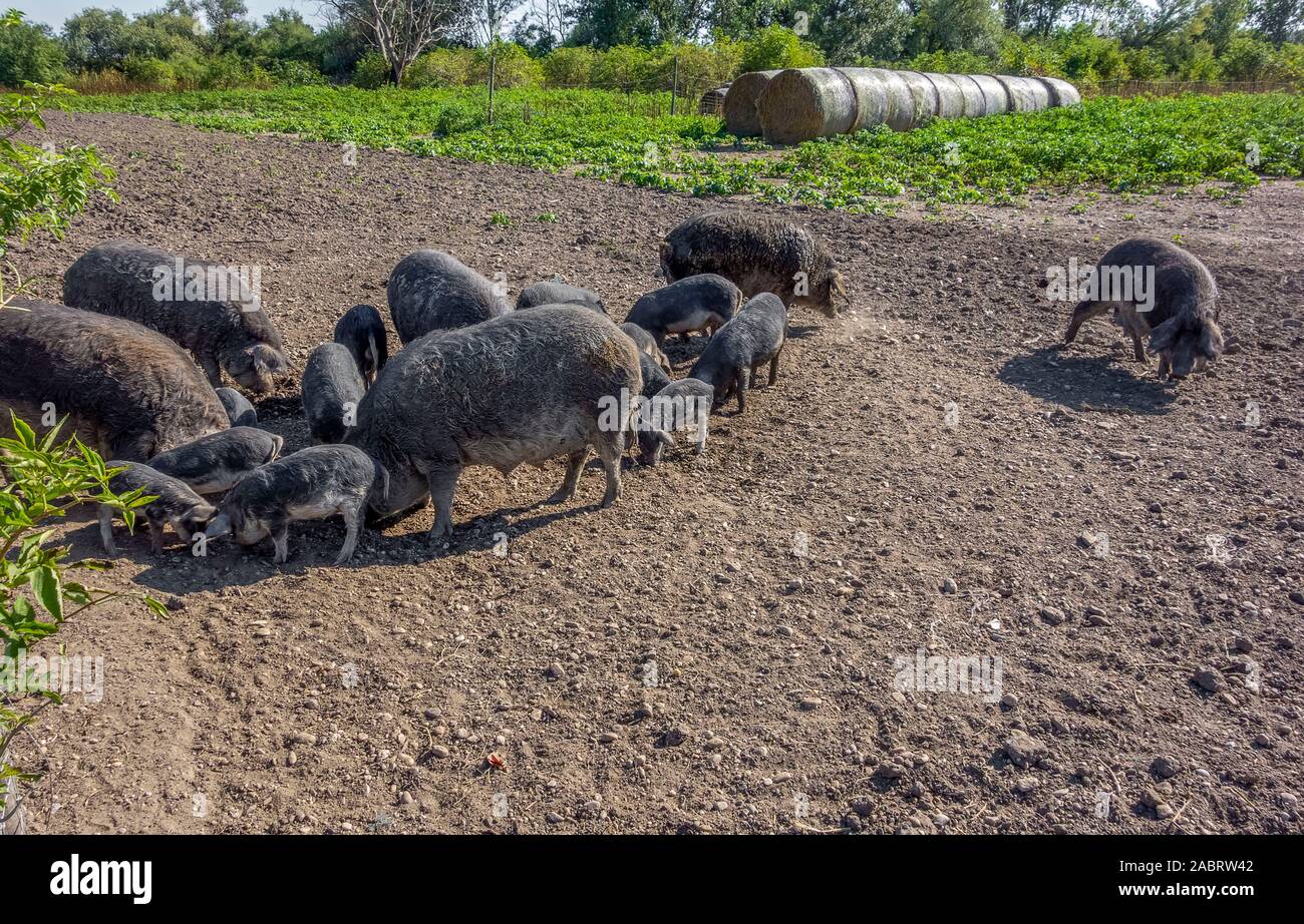 Gruppe von Mangalica pics Graben auf dem Boden Stockfoto