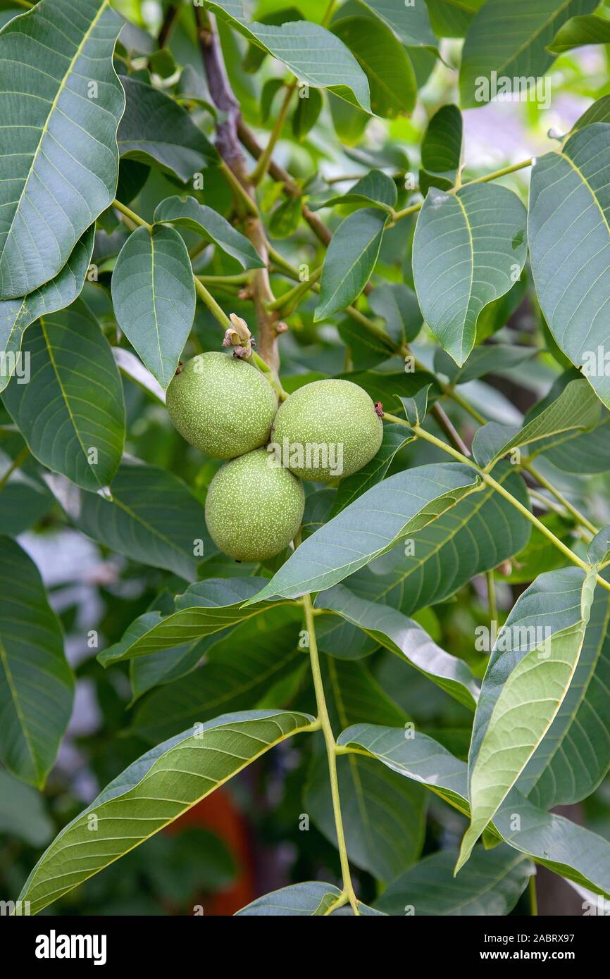 Frische Walnüsse Hängen an einem Baum in der blauen Hintergrund. Grüne Walnuß-Brunch mit unreife Früchte im Garten. Stockfoto