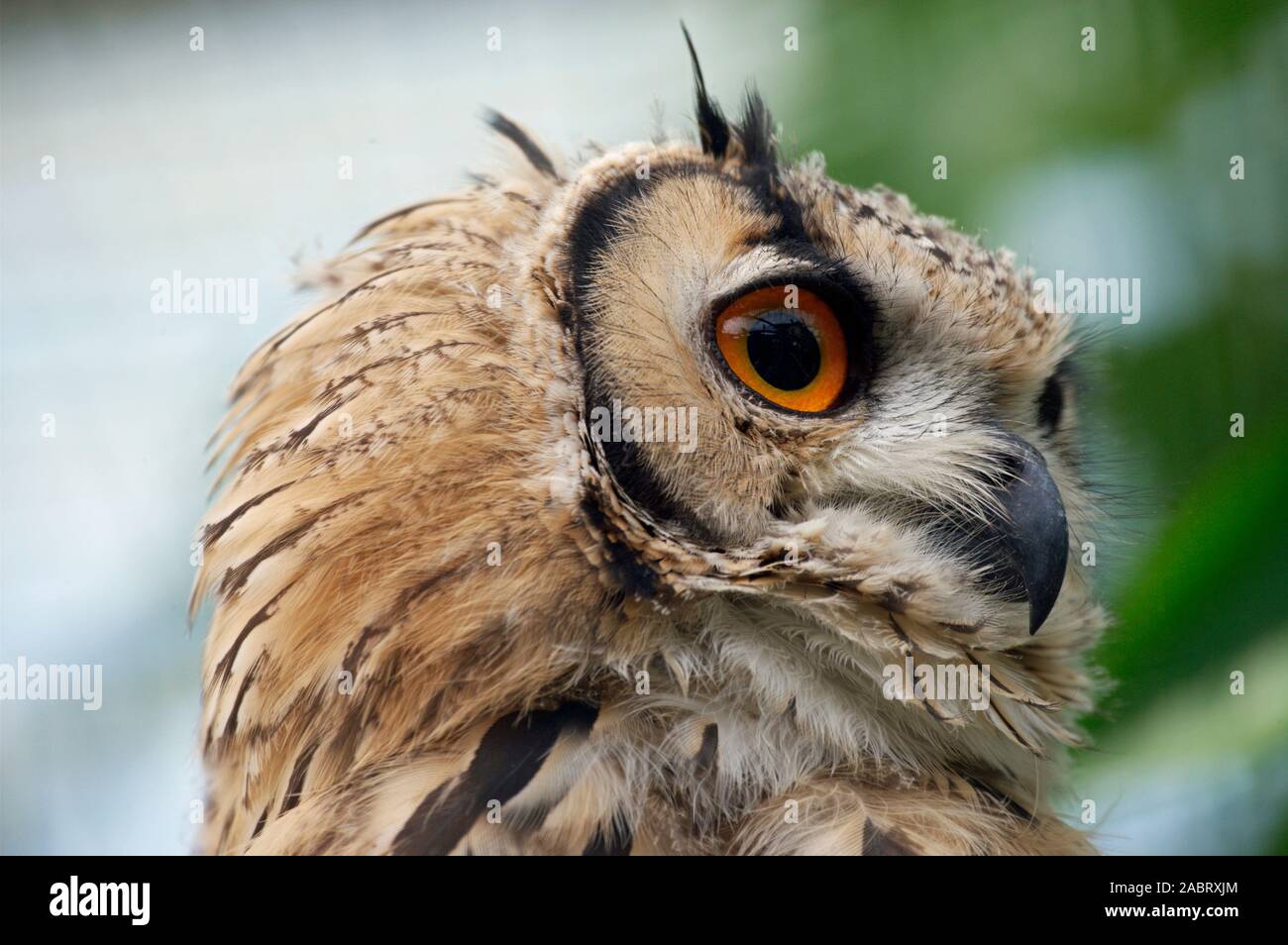 INDIAN EAGLE OWL Bubo bengalensis. Zeigt eine Eule Fähigkeit, den Kopf um fast 360 Grad drehen, um ein breites Panorama-Sichtfeld zu ermöglichen. Stockfoto