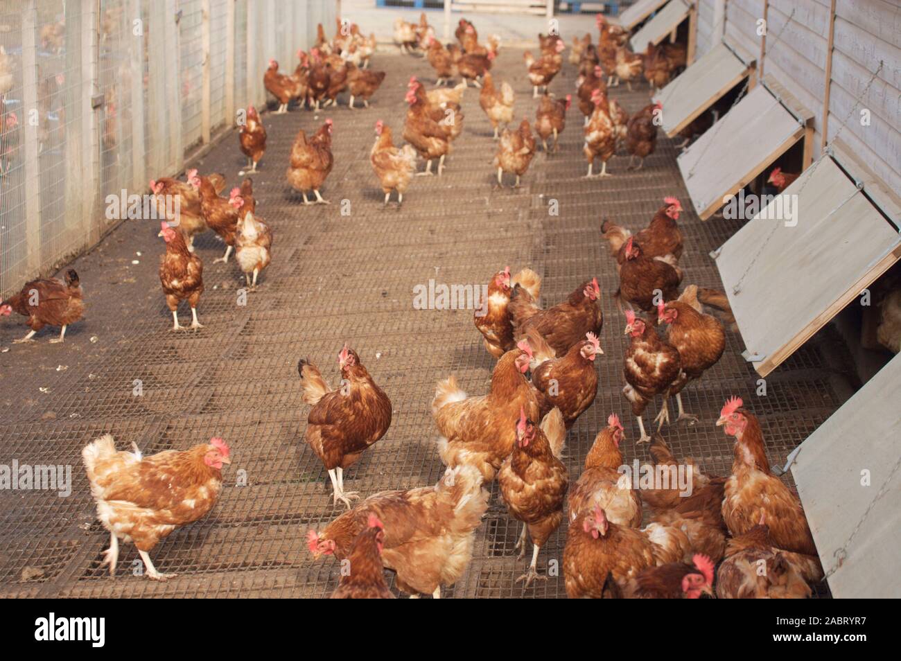 Kolumbianische BAR-TAILED freie Hühner heimische Vielfalt der Eiablage Geflügel. Hühner hier auf Draht Etagen die Füße trocken, haben die Option auf 'freie' Stockfoto