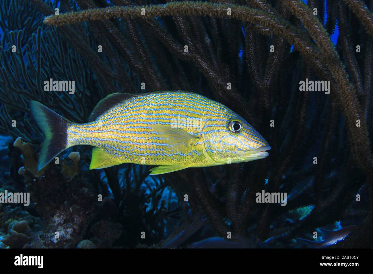 Blauer Streifen grunzen Fisch (Haemulon sciurus) unter Wasser in den karibischen Gewässern von Bonaire Stockfoto