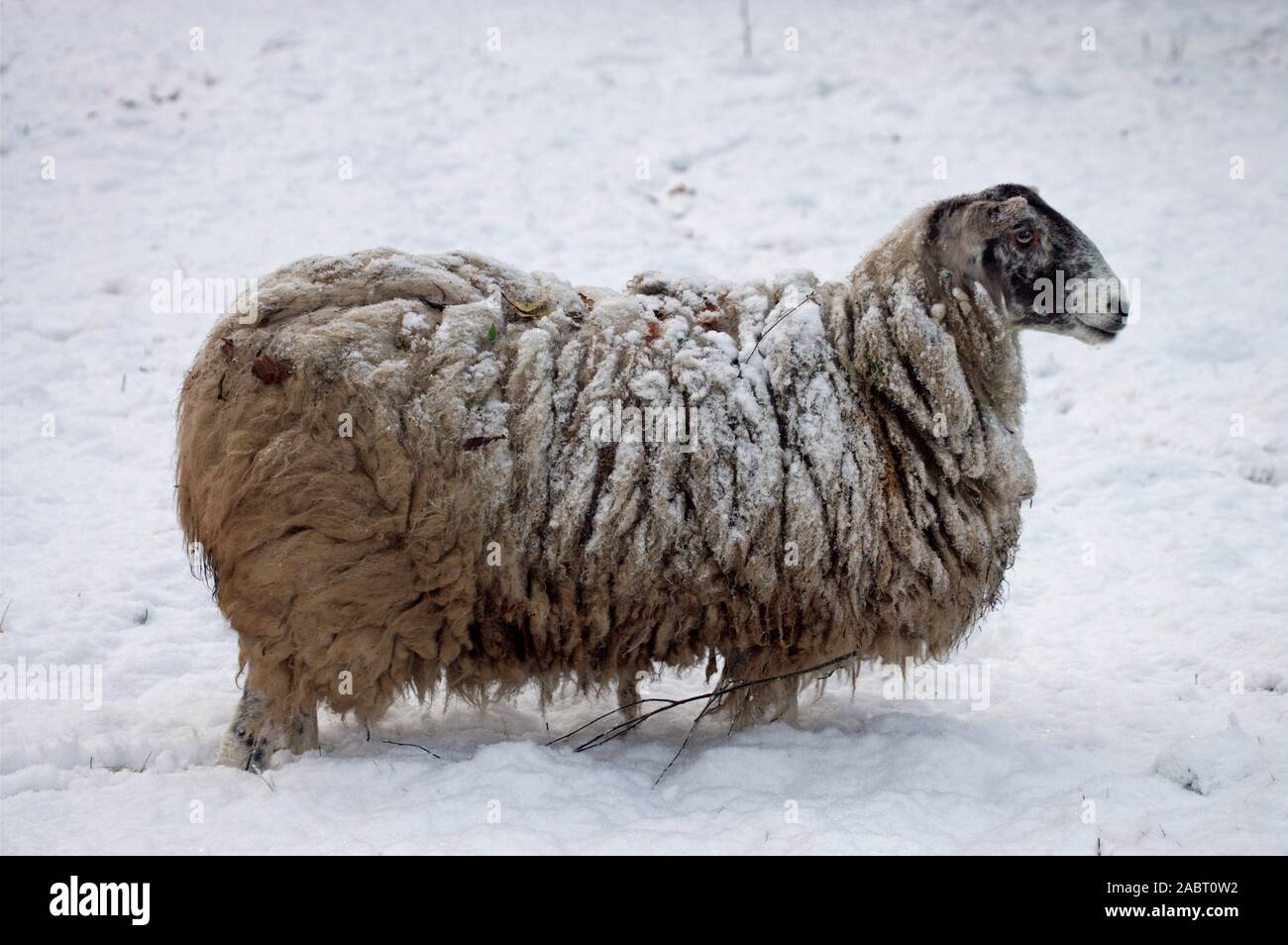 Hausschafe Suffolk Kreuz 'Mule' Ewe, Fleece in Schnee bedeckt. Stockfoto