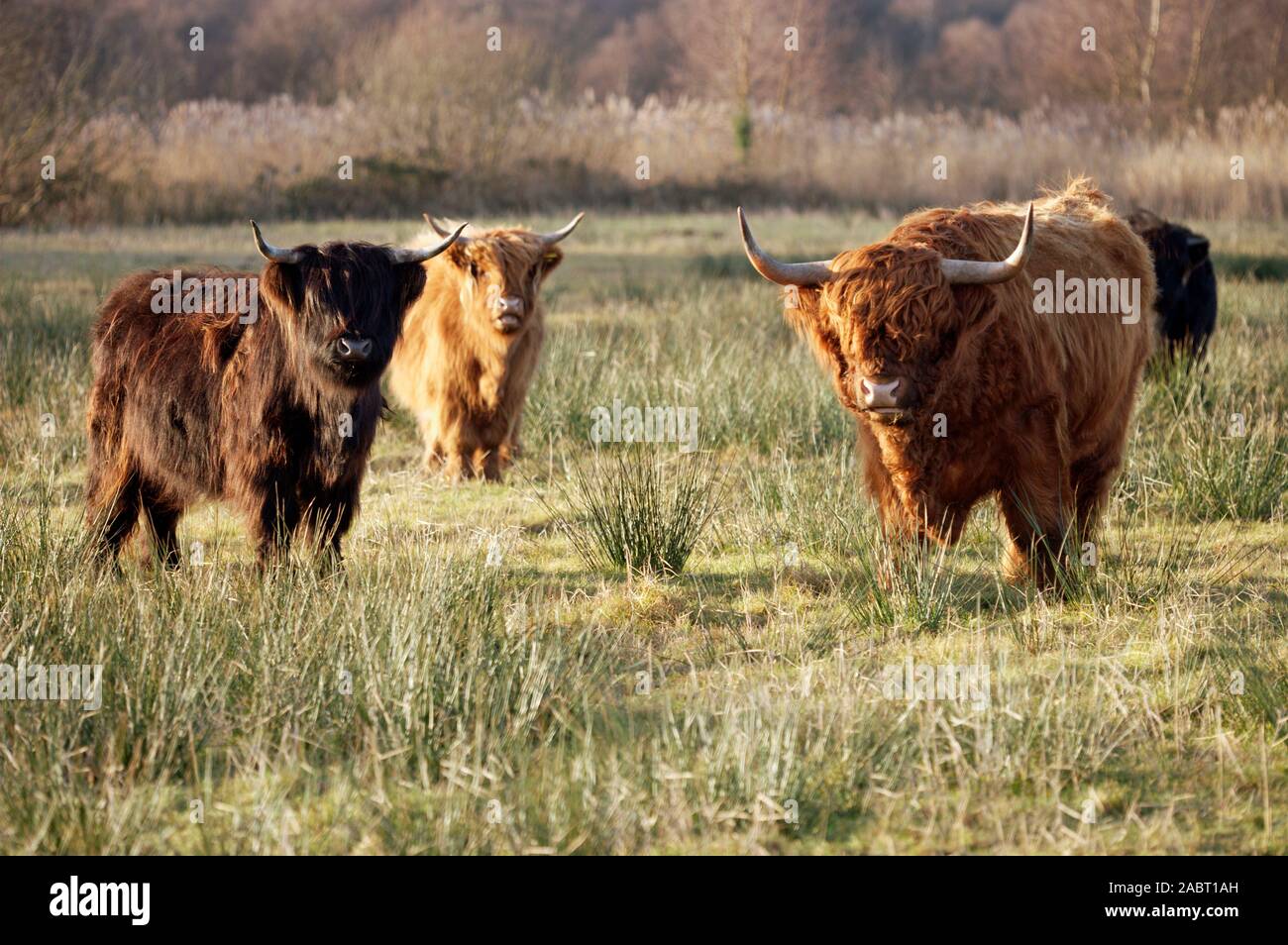 SCOTTISH HIGHLAND CATTLE Bos taurus Bulle Right. Invasives Schrubben auf einem Naturreservat und E.S.A. zu verwalten (Umweltempfindlicher Bereich). Norfolk. Stockfoto