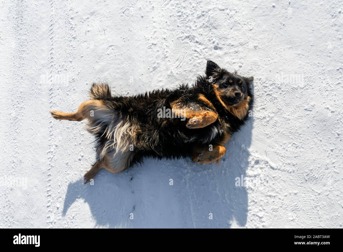 Schäferhund liegt auf dem Rücken im Schnee auf der Winterstraße Stockfoto