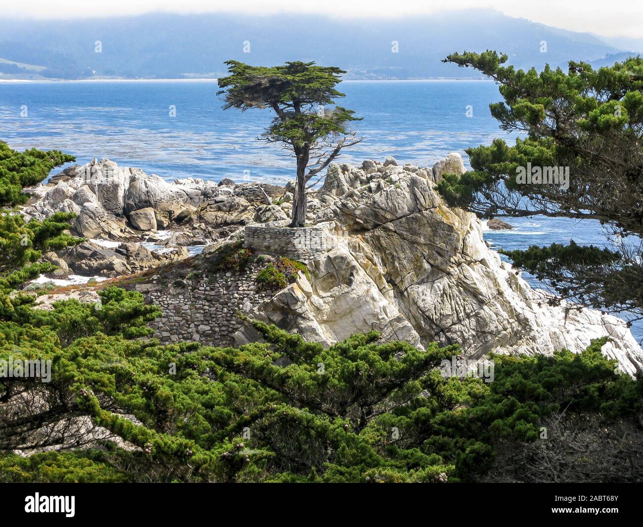 Die Lone Cypress Tree, Pebble Beach, 17 Kilometer Fahrt, Kalifornien, USA Stockfoto