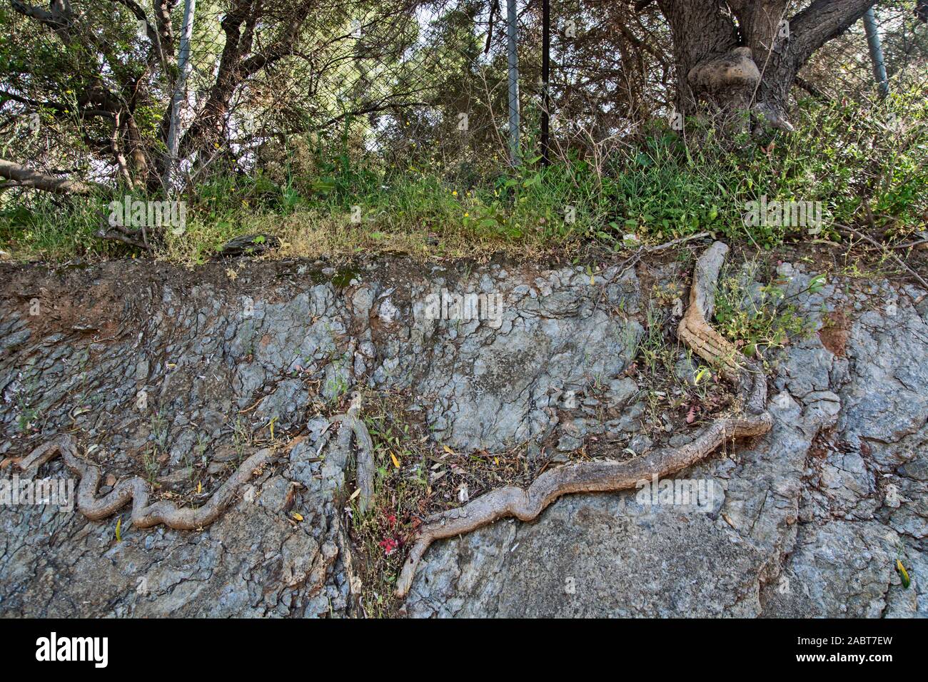 Sehr interessante Tree root in der Fels, auf dem er wächst seit Jahren. Stockfoto