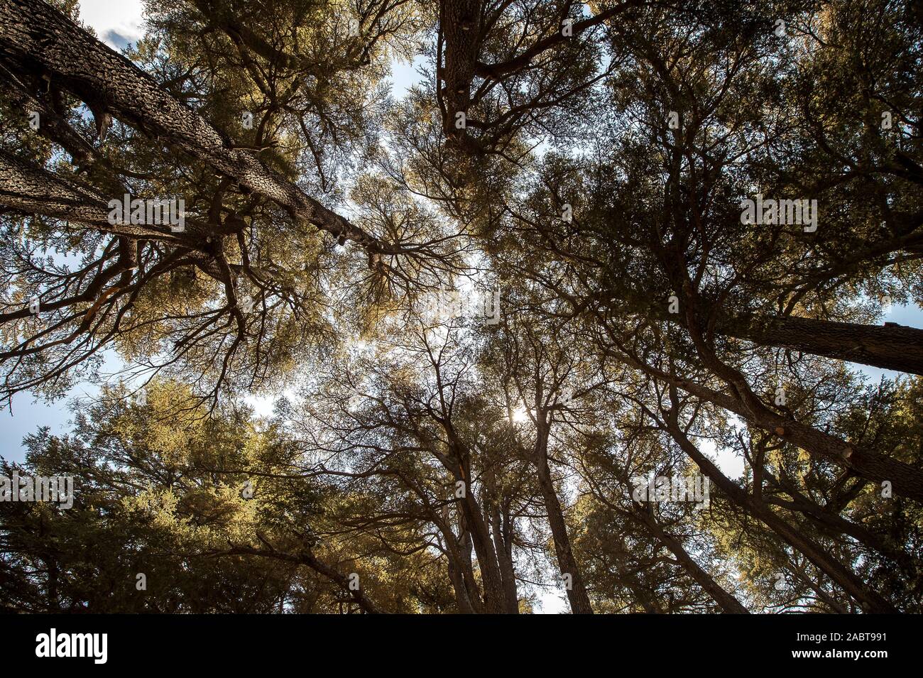 Die Zedern Gottes, in Bsharri, sind einer der letzten Reste des ausgedehnten Wälder des Libanon Zeder, die einst auf dem Berg Leban vorwärtsgekommen Stockfoto