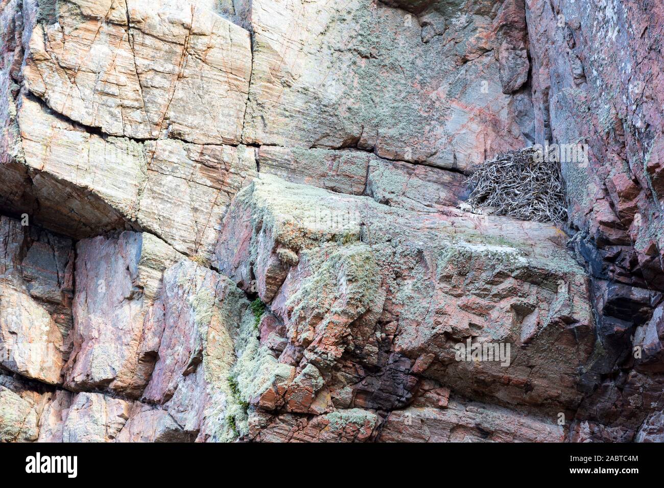 Eine alte Adler Horst auf einem Felsen in der Nähe von Gairloch, Schottland, Großbritannien. Stockfoto