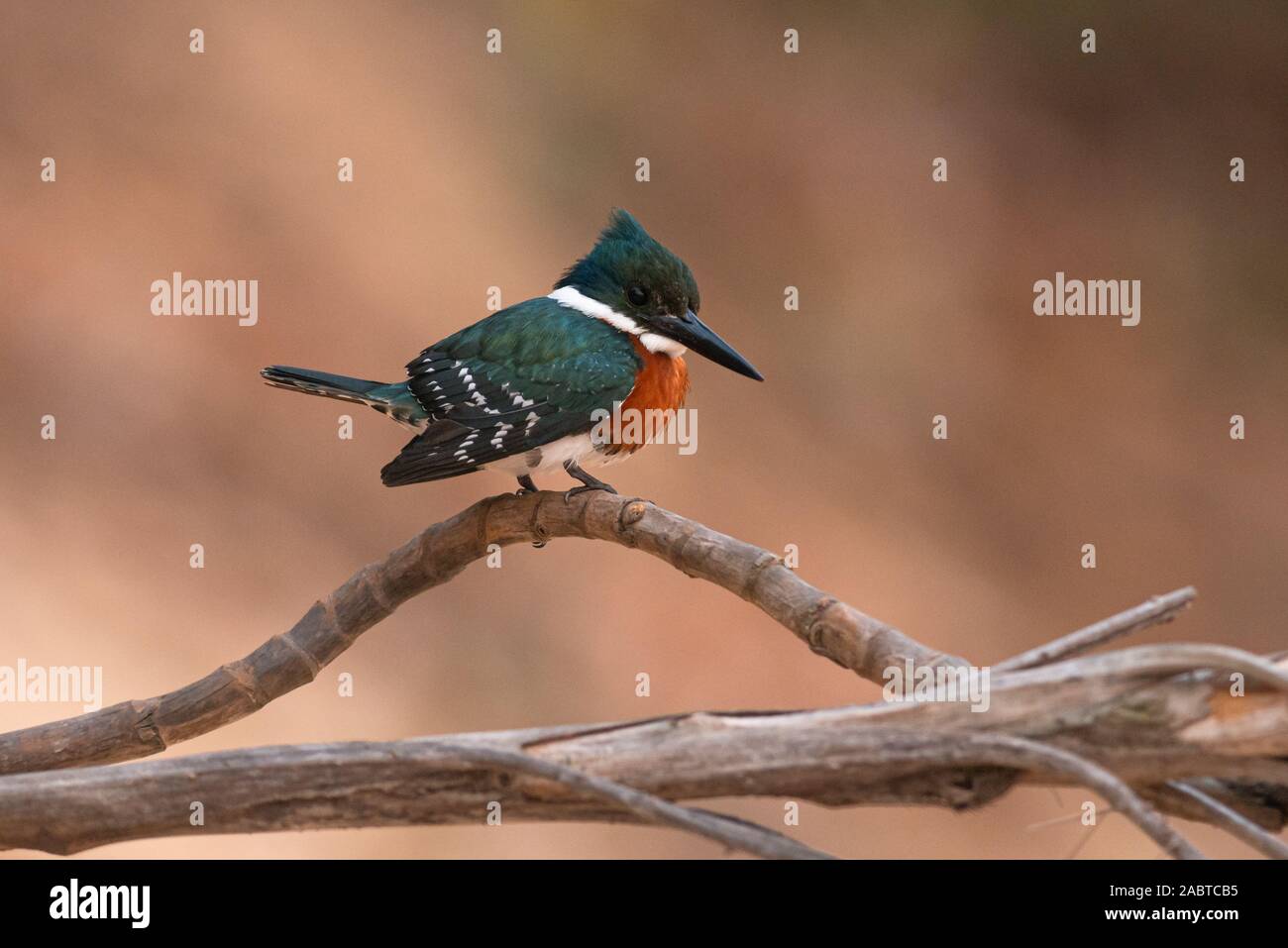 Ein männlicher Green Kingfisher (Chloroceryle americana) aus dem Pantanal in Brasilien Stockfoto