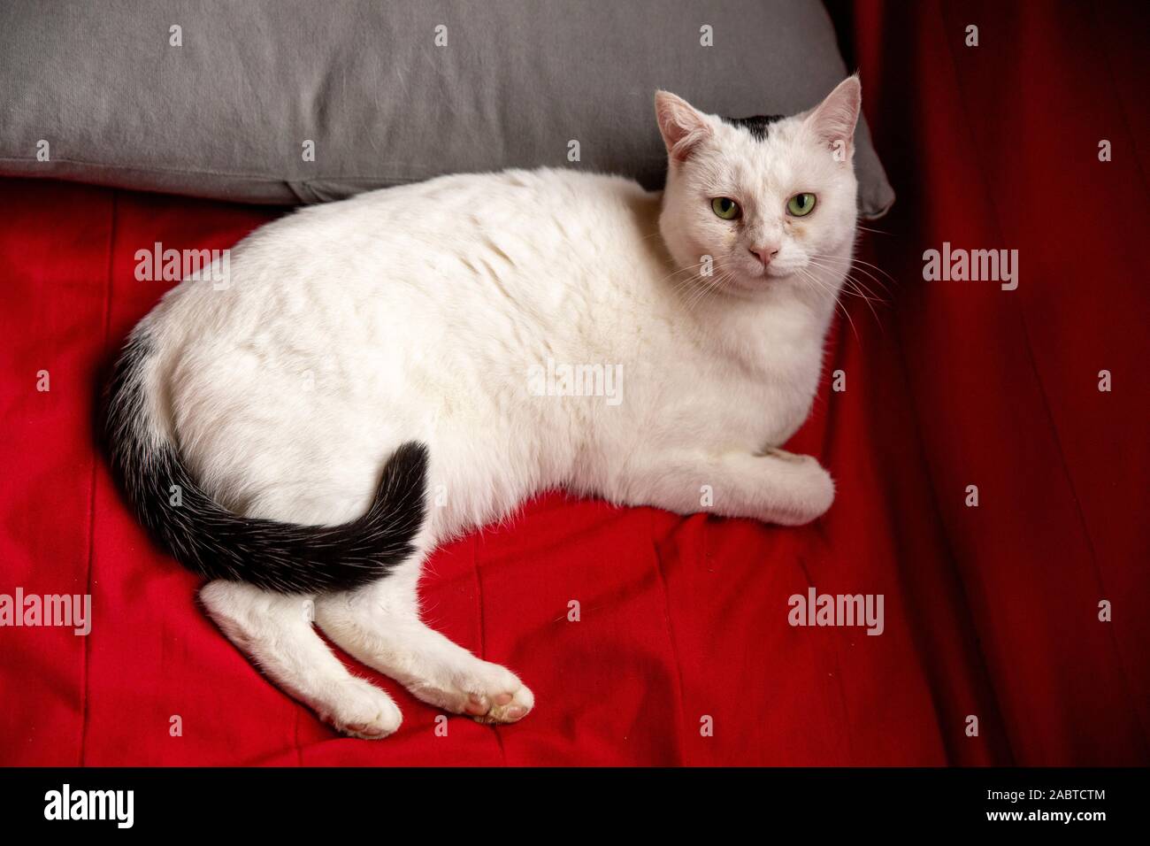 Katze in Cabourg, Frankreich. Stockfoto