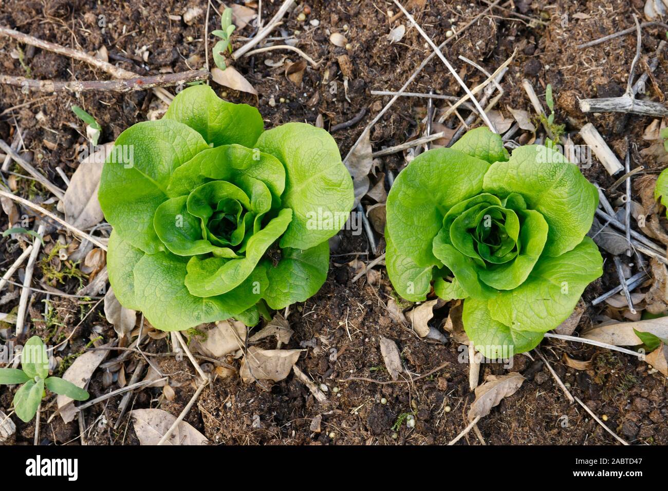 Kopfsalat wächst in den Gemüsegarten von Loches Dungeon, Touraine, Frankreich. Stockfoto