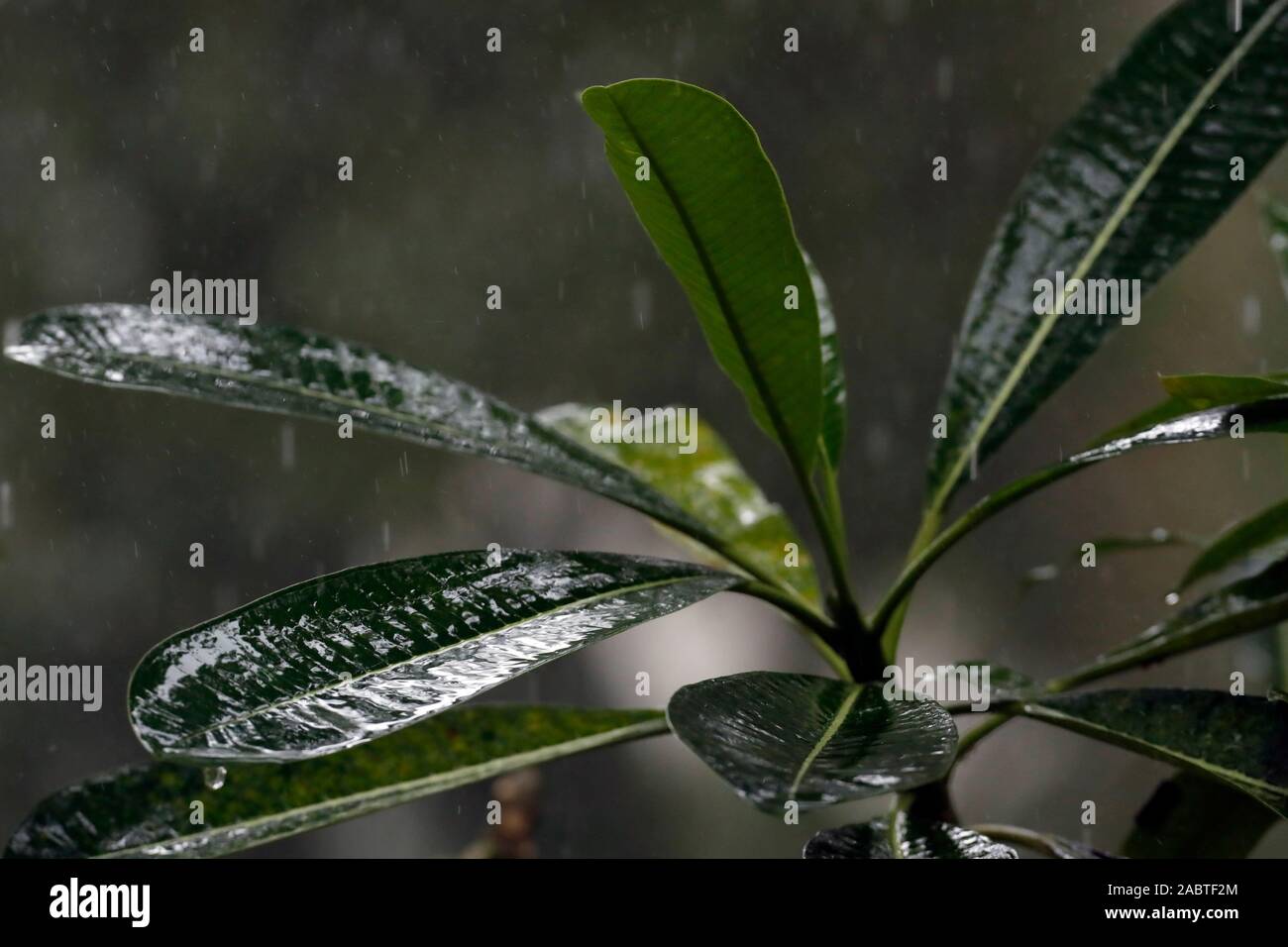 Monsun in einem Garten. Heavy Rain. Close-up. Kep. Kambodscha. Stockfoto