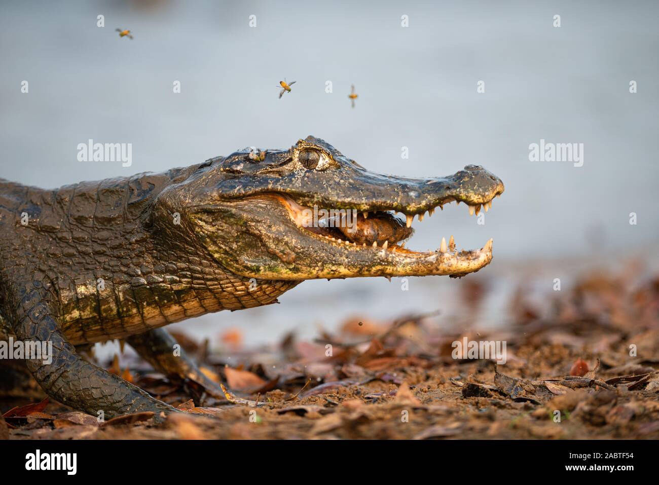 Ein Pantanal Kaimane (Caiman yacare) Essen ein Fisch Stockfoto