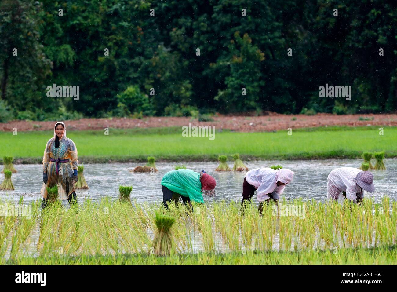 Weibliche Landwirte umpflanzen Reis schießt in Reisfeldern. Kep. Kambodscha. Stockfoto
