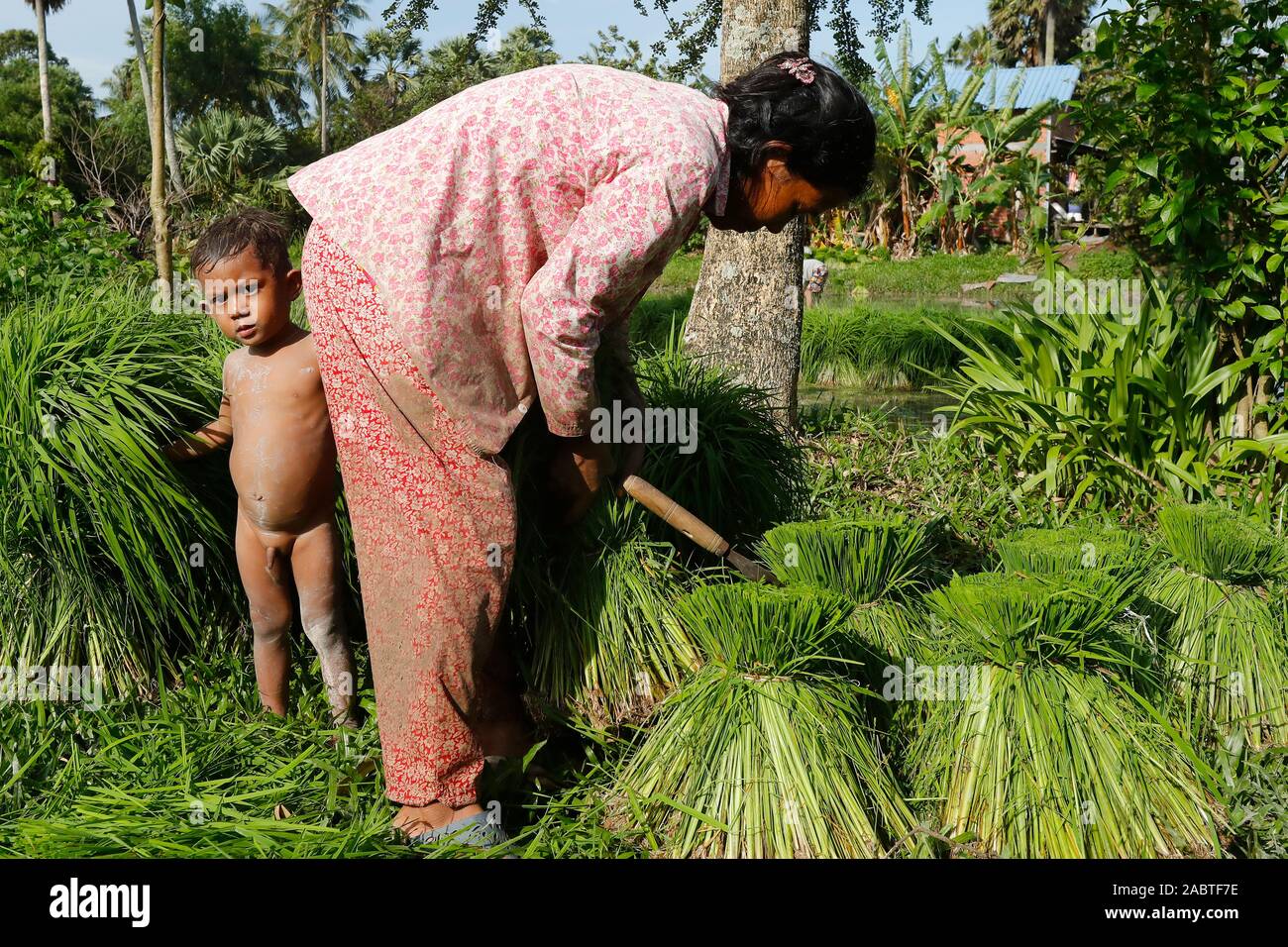Frau mit halmen Reis bereit, in einem Reisfeld gepflanzt werden. Kep. Kambodscha. Stockfoto