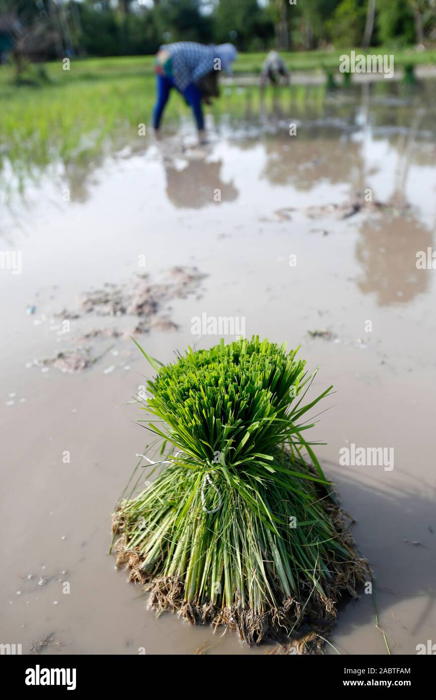 Frau Bauer umpflanzen Reis schießt in Reisfeldern. Kep. Kambodscha. Stockfoto