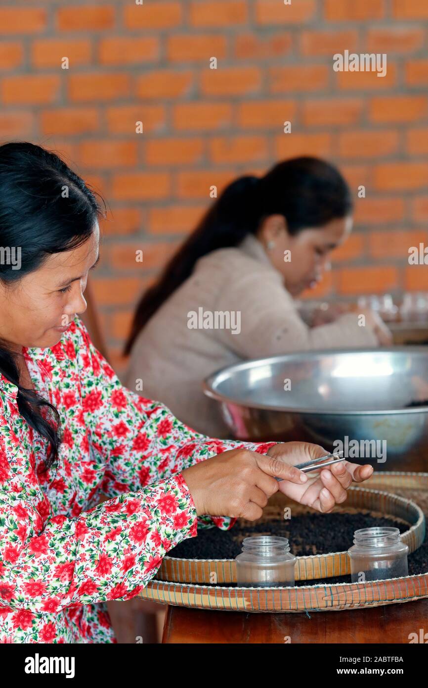Pfeffer Bauernhof. Frauen Vorbereitung Kampot schwarzer Pfeffer. Kep. Kambodscha. Stockfoto