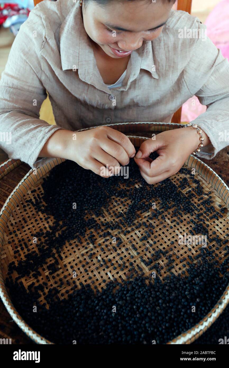 Pfeffer Bauernhof. Frau Vorbereitung Kampot schwarzer Pfeffer. Kep. Kambodscha. Stockfoto