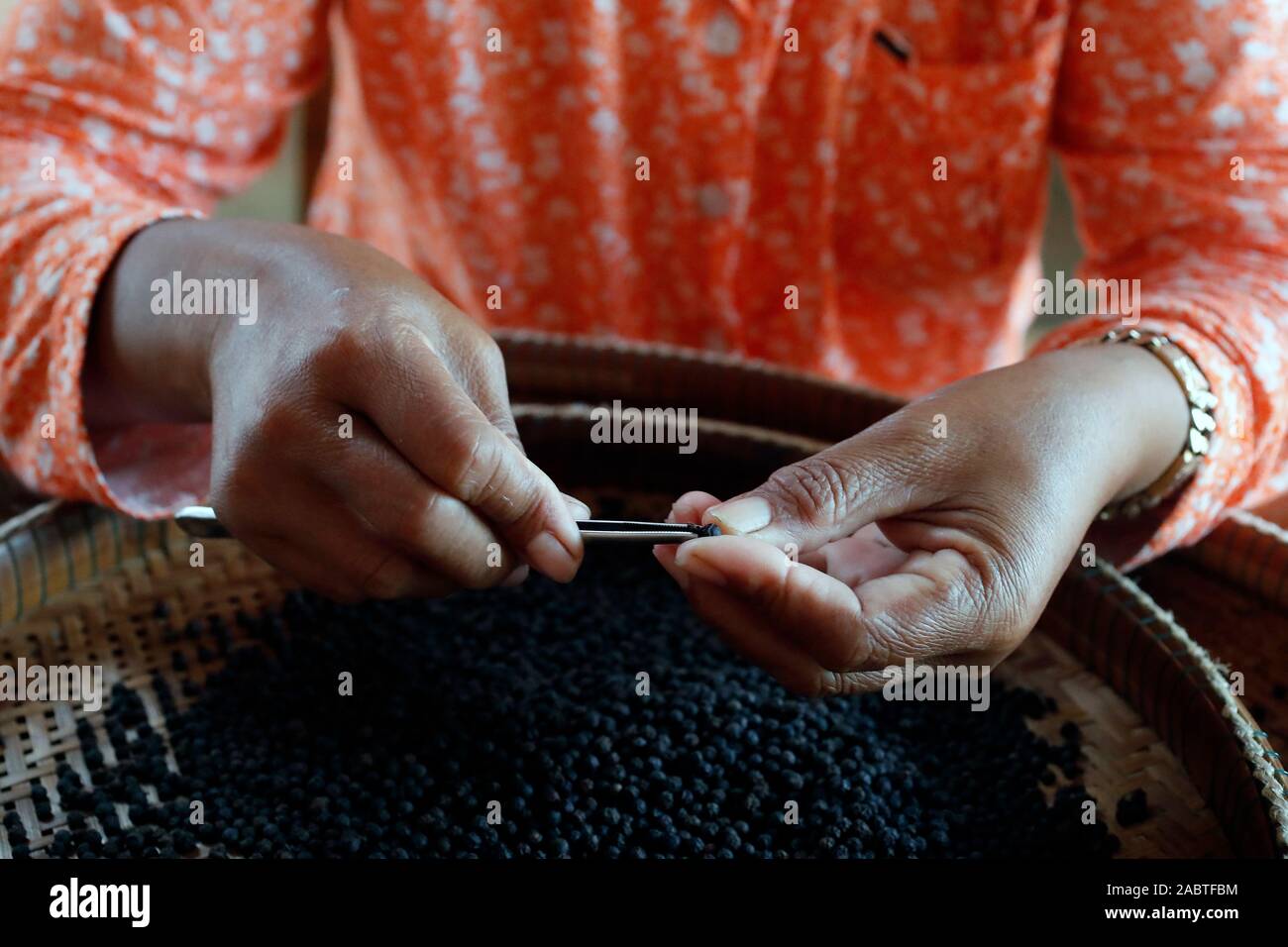 Pfeffer Bauernhof. Frau Vorbereitung Kampot schwarzer Pfeffer. Hand Auswahl der Pfeffer. Kep. Kambodscha. Stockfoto