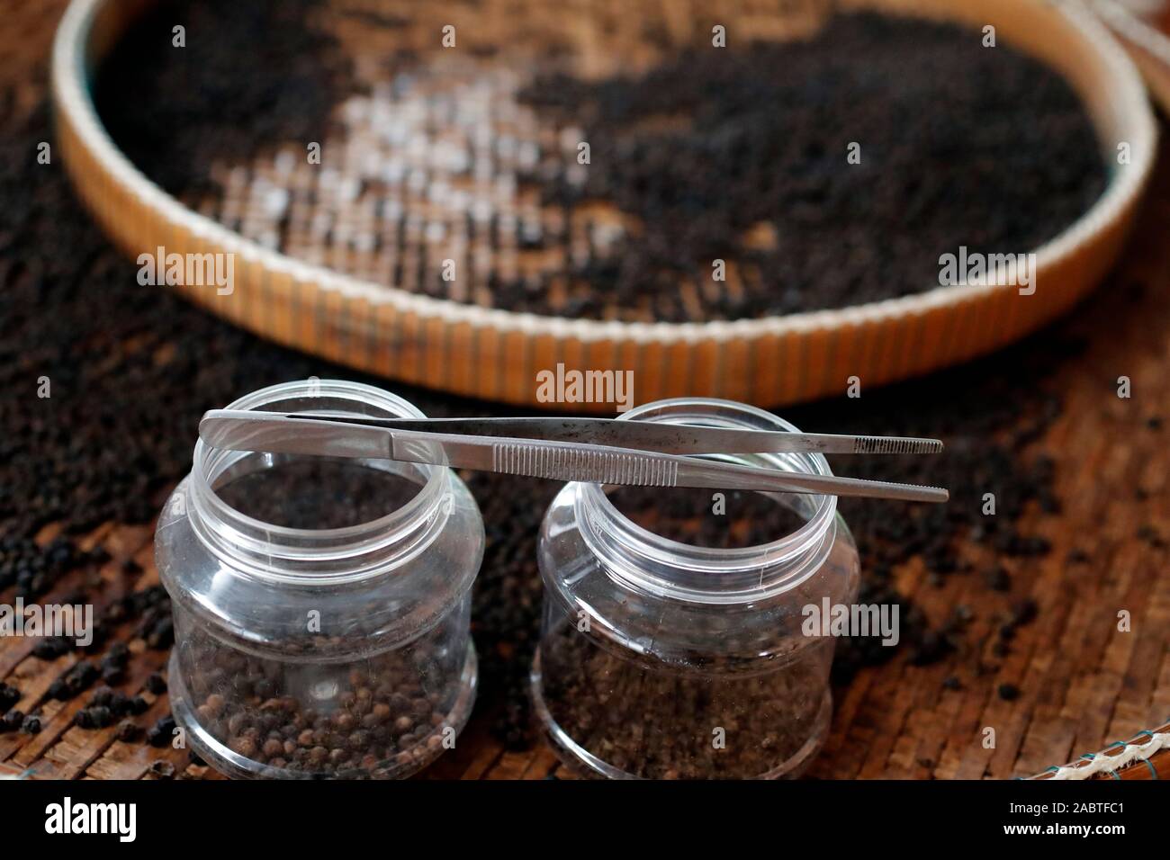 Pfeffer Bauernhof. Berühmte Kampot schwarzer Pfeffer. Kep. Kambodscha. Stockfoto