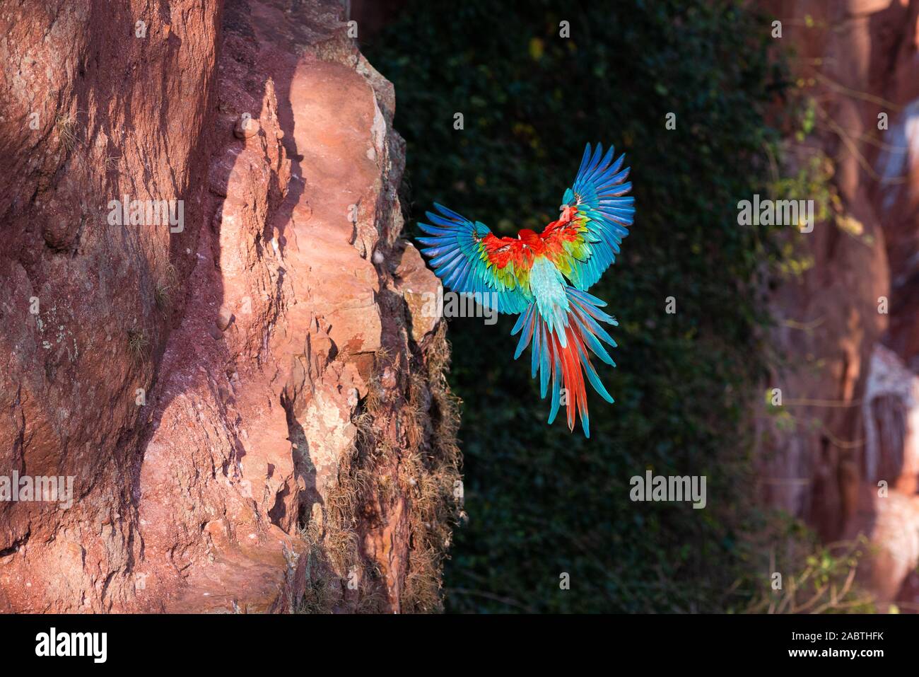 Rot-grünen Ara (Ara chloropterus) im Flug Stockfoto