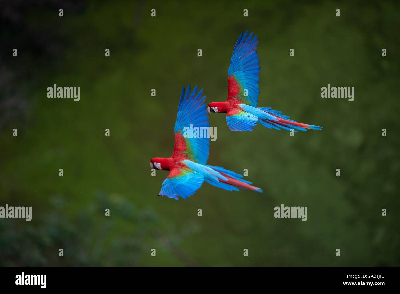 Rot-grünen Ara (Ara chloropterus) im Flug Stockfoto