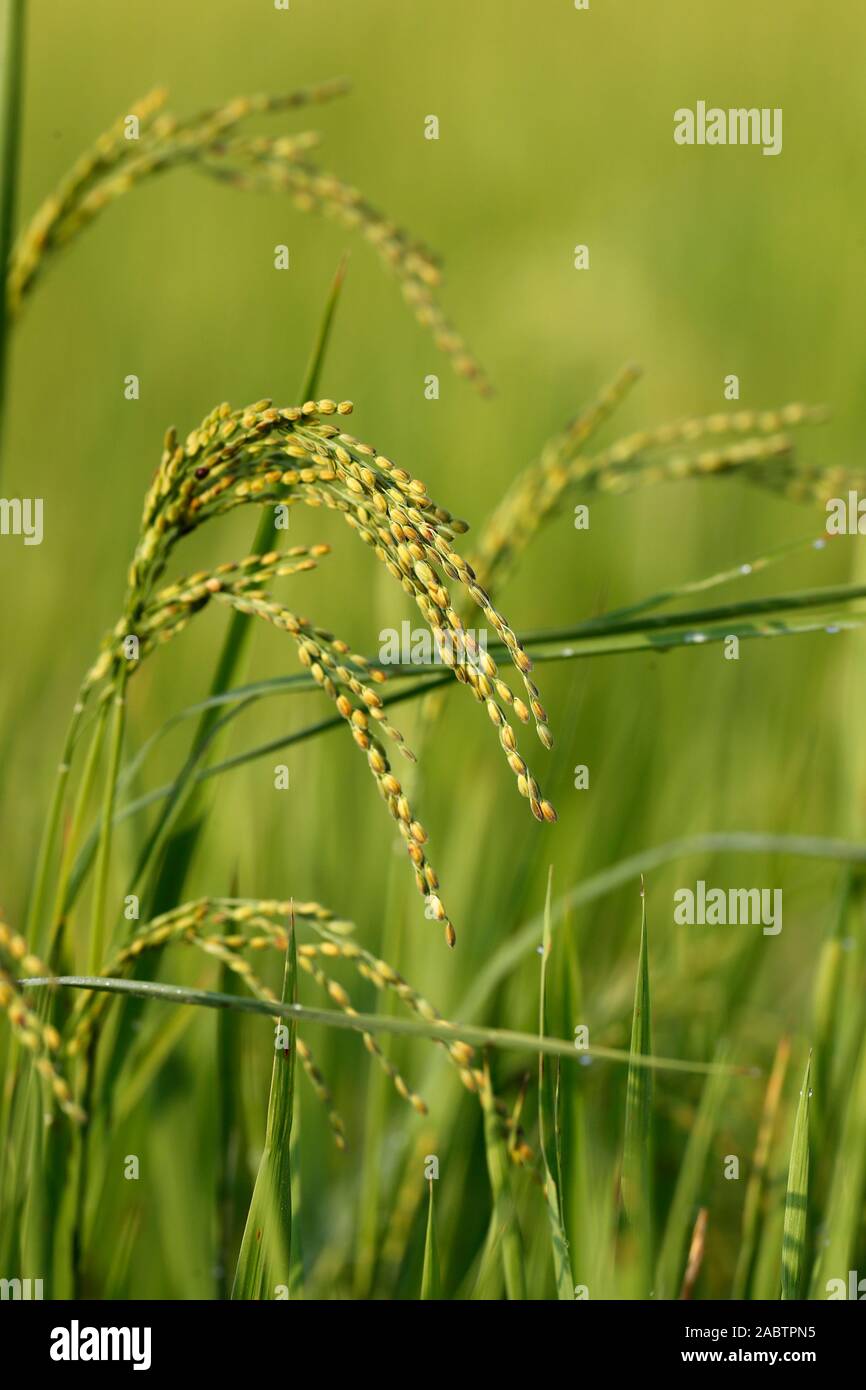 Die Landwirtschaft. Grüne Reisfelder. Reis Getreide reif für die Ernte. Hoi An. Vietnam. Stockfoto