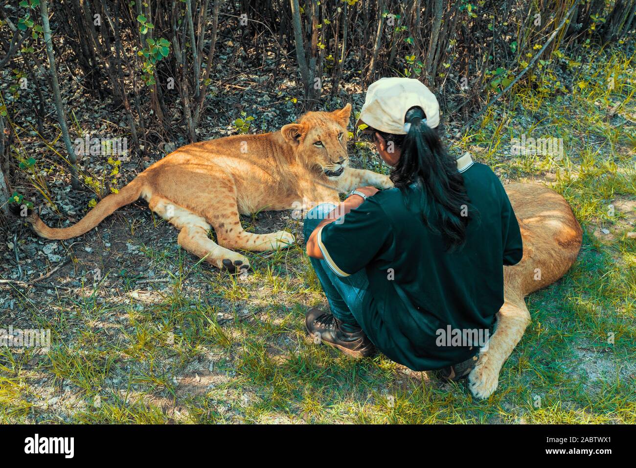 Afrikanische Frau kniend auf dem Boden und Kuscheln, umarmen und umarmt 8 Monate alten junior Löwen (Panthera leo) in der Nähe von Cullinan, Südafrika Stockfoto