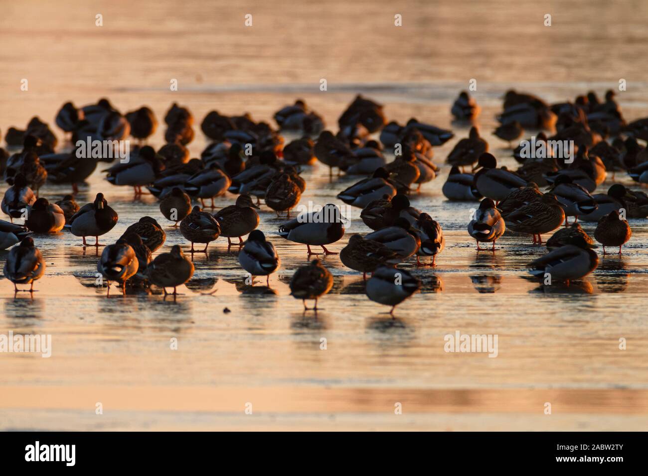 Die Stockente, das Blässhuhn auf dem zugefrorenen See am Abend Soderica, Kroatien Stockfoto