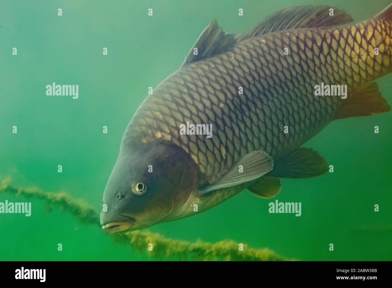 Unterwasser Foto der Karpfen oder Europäischen KARPFEN (CYPRINUS CARPIO) in Soderica See, Kroatien Stockfoto