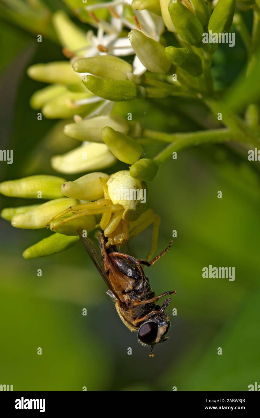 Krabbe Spinne mit Beute auf einer Blume Stockfoto