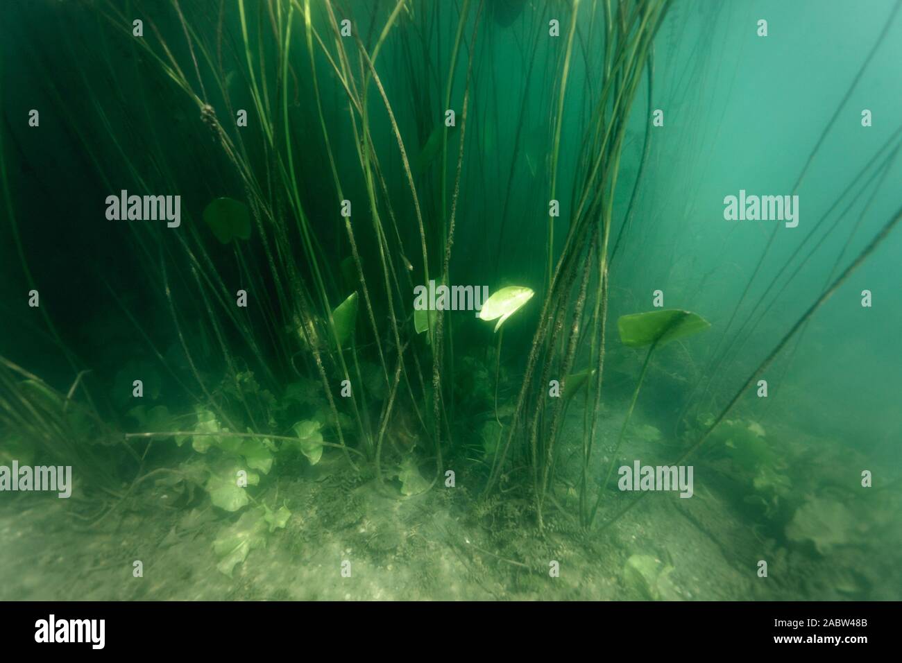 Unterwasser Vegetation der Soderica See, Kroatien Stockfoto