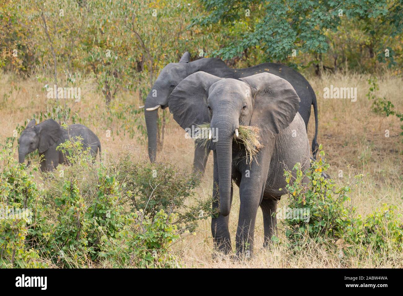 Ein großer Elefant mit Gras in den Mund Stockfoto