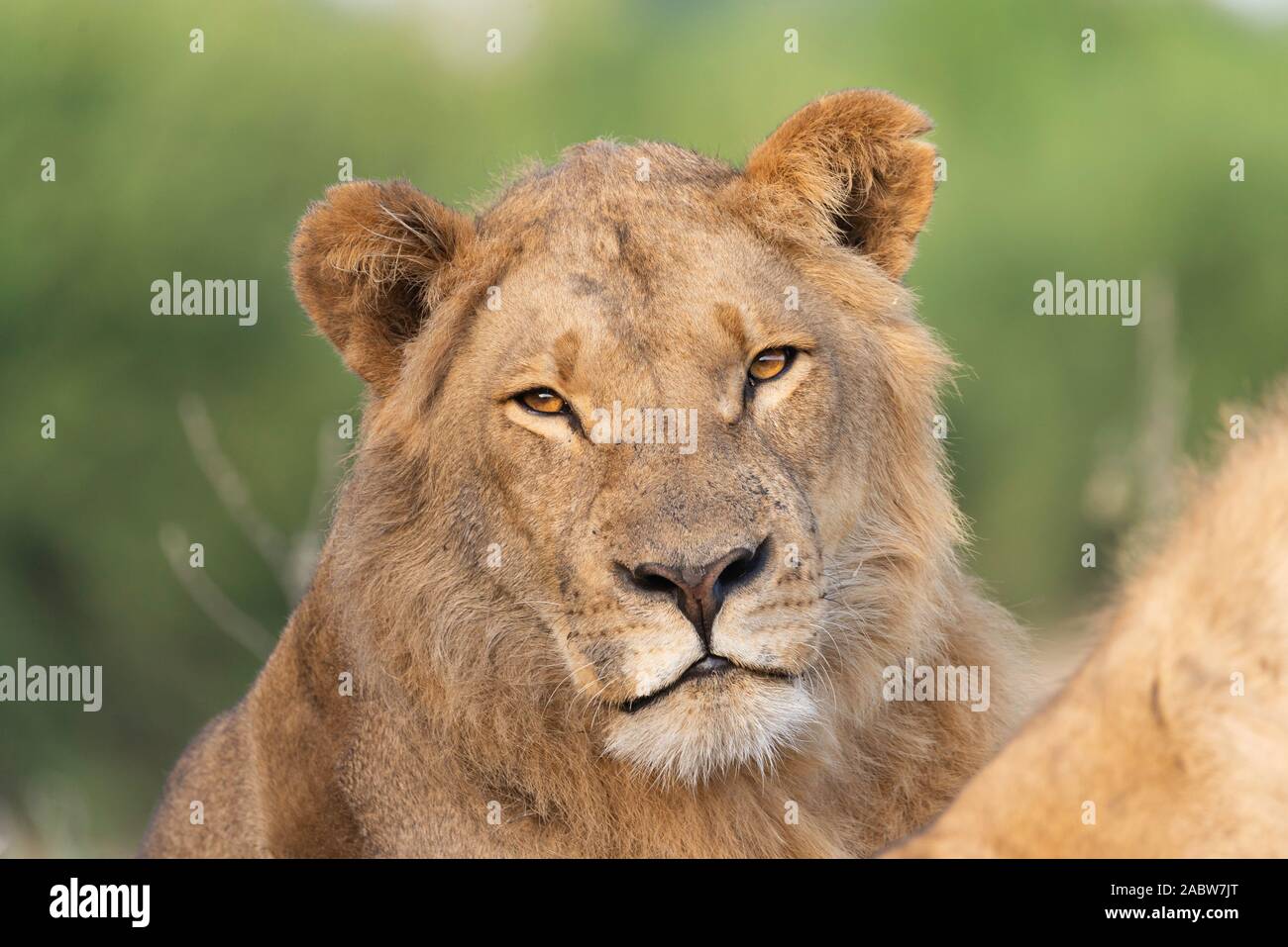 Portrait einer jungen männliche Löwe entspannt im Gras Stockfoto
