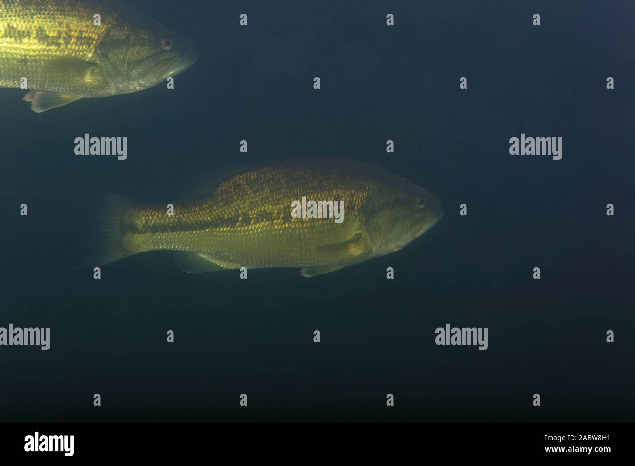Unterwasser Foto der largemouth Bass (Micropterus salmoides) in Soderica See, Kroatien Stockfoto