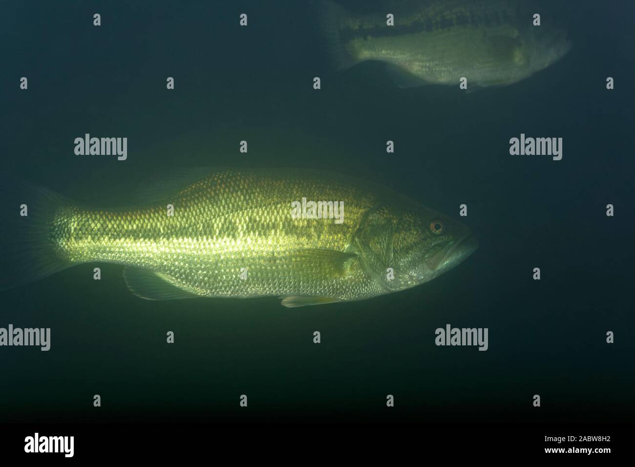 Unterwasser Foto der largemouth Bass (Micropterus salmoides) in Soderica See, Kroatien Stockfoto