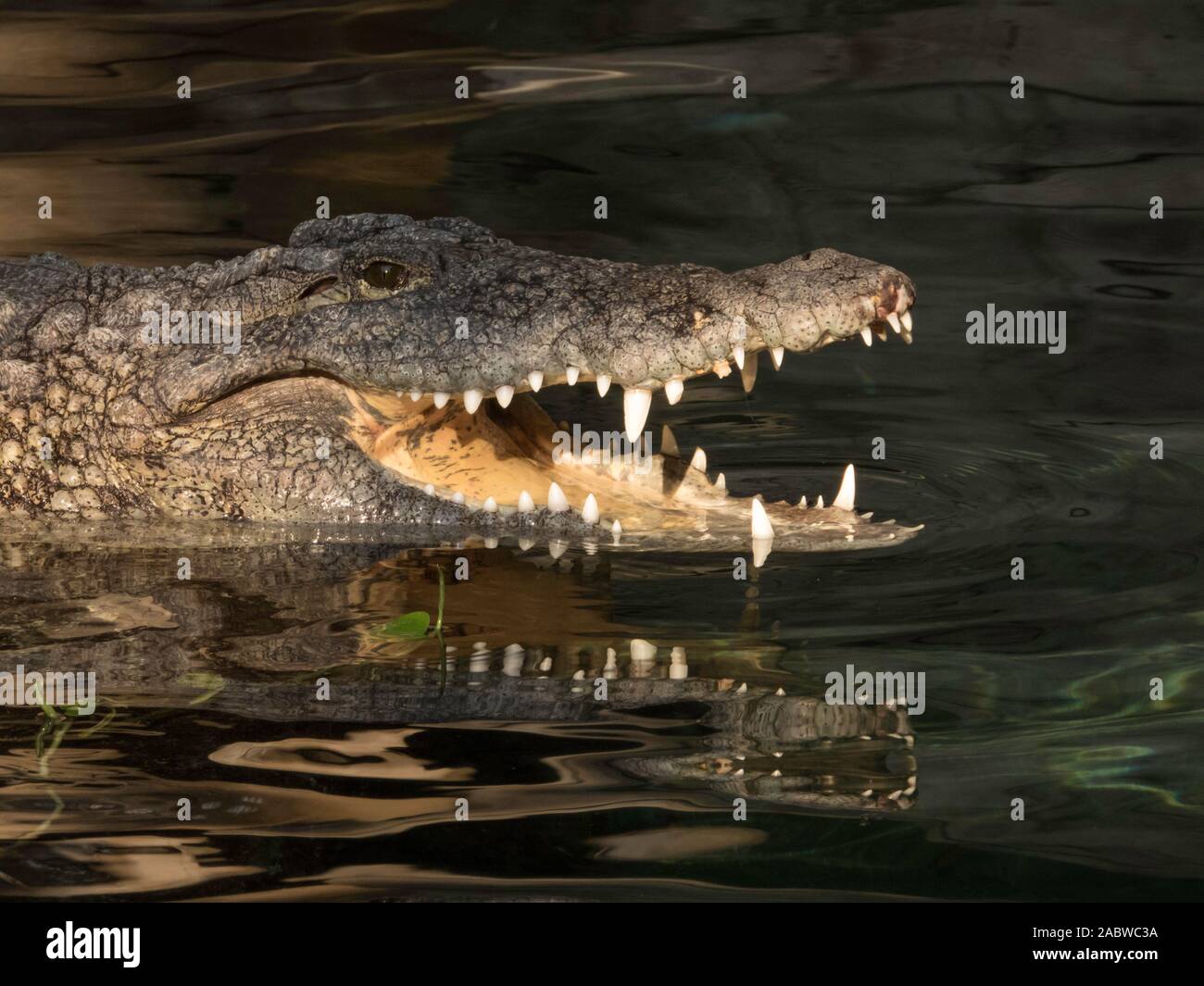 Im Wasser, Nilkrokodil Crocodylus niloticus Stockfoto