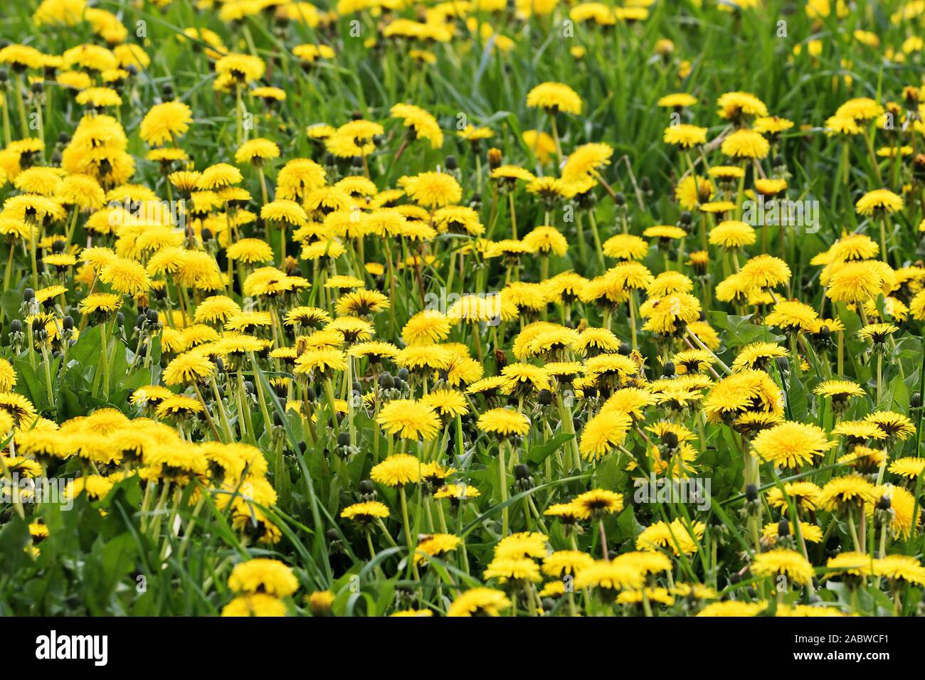 Löwenzahn (Taraxacum, Löwenzahnwiese, sp.), Blumen, Sonne. Pflanzen, Stockfoto