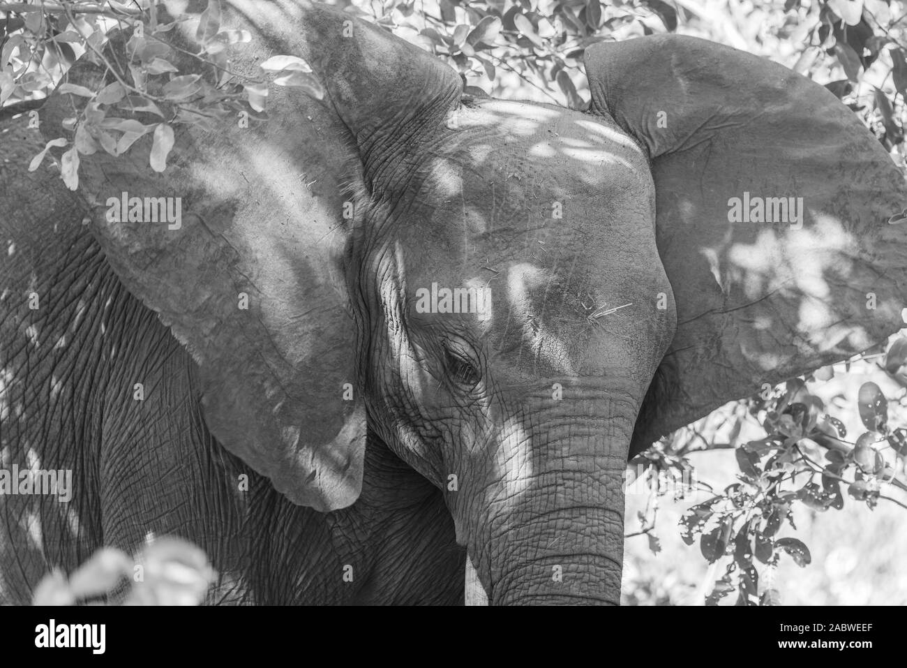 Porträt einer großen afrikanischen Elefanten in der afrikanischen Savanne Stockfoto