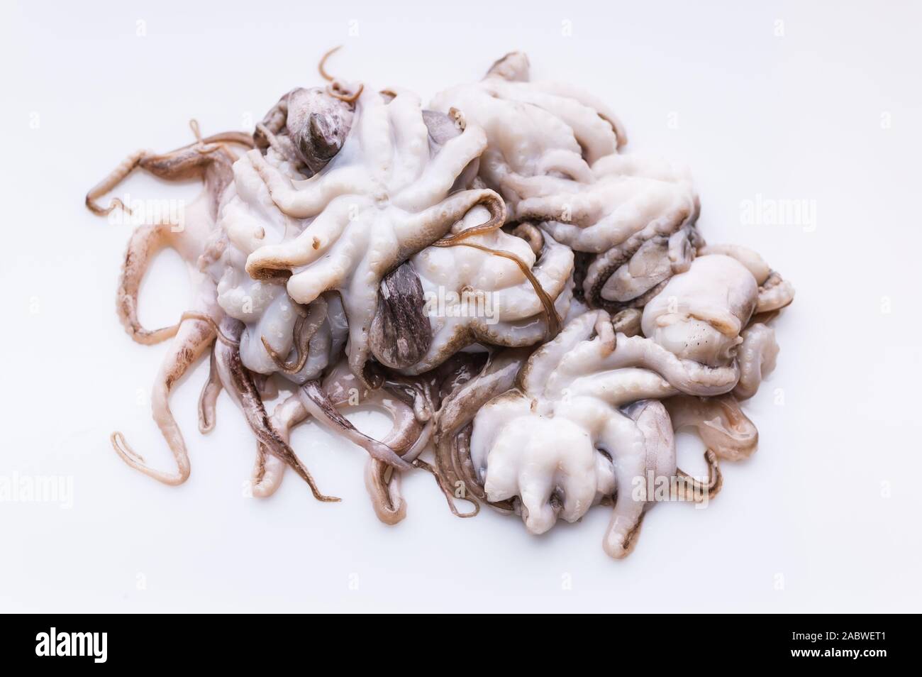 Wenig frisches Octopus auf einem weißen Hintergrund. Gesunde und köstliche Meeresfrüchte. Stockfoto