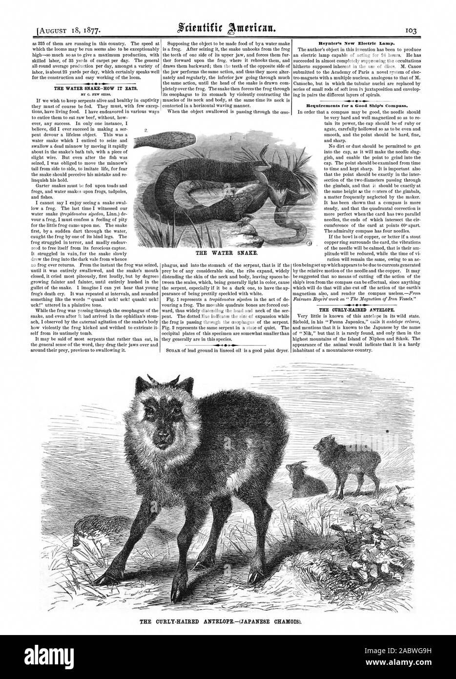 Von C. PAAR verpassen. Die WASSERSCHLANGE. . 0401 r Reynier der neue Elektrische Lampe. 2. Die lockigen Haaren Antilope (japanische CHAMOIS) Tam., Scientific American, 1877-08-18 Stockfoto